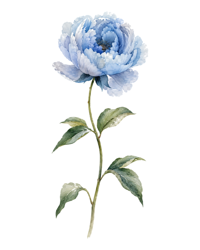 A healthy blooming peony